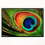«Peacock Feather», impression-35124970-26669754