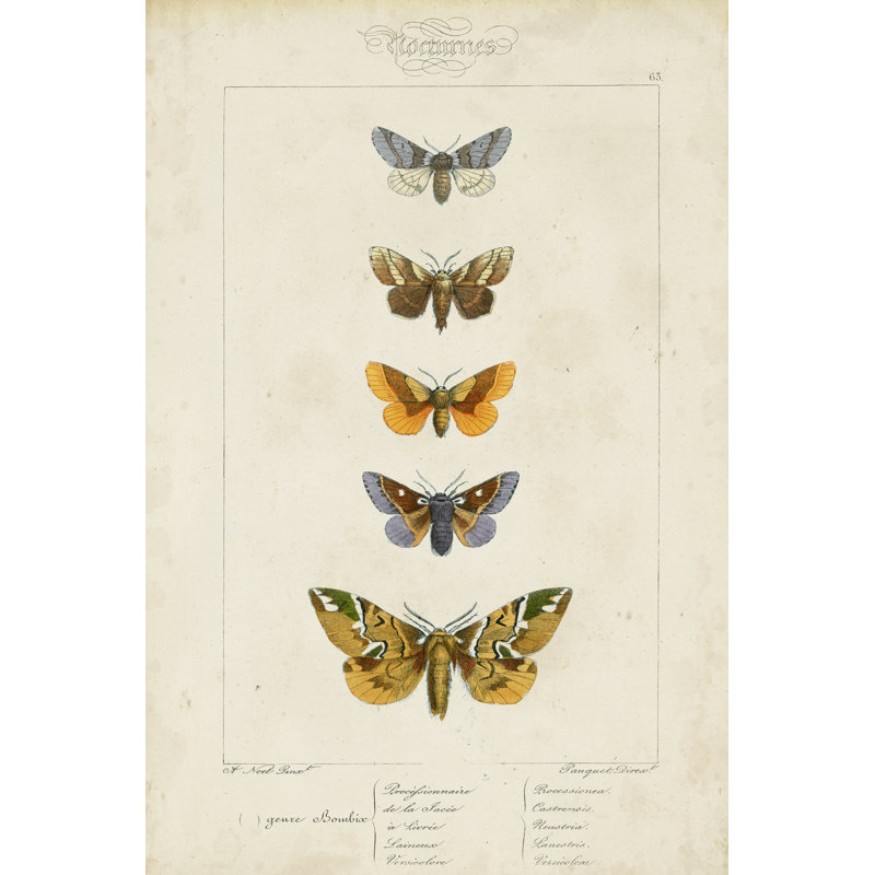 Pauquet Butterflies IV - Wrapped Canvas Print, 122cm H x 81cm W x 3.8cm D