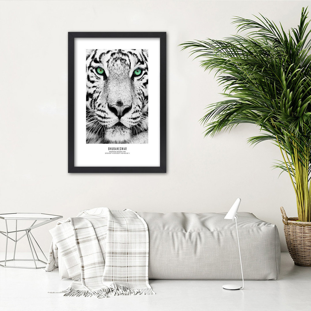 Gerahmtes Poster White Tiger