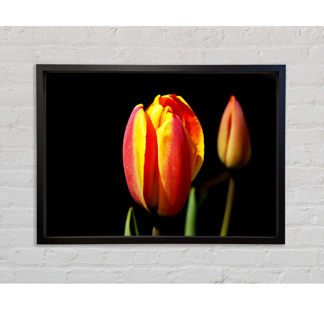 Tulpen im Lichtbad - Einzelner Bilderrahmen Kunstdrucke auf Leinwand