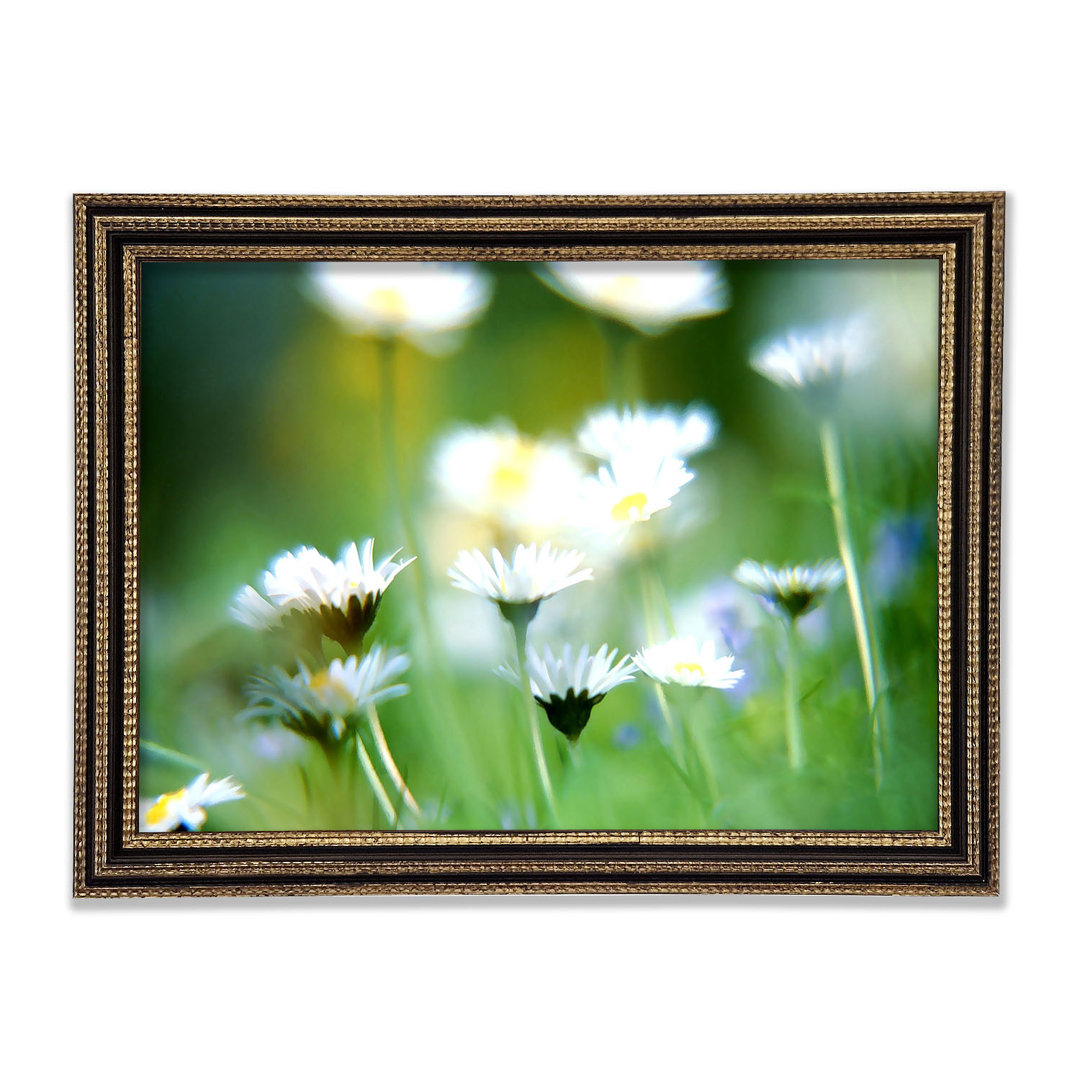 Blurry Daisies Gerahmter Druck