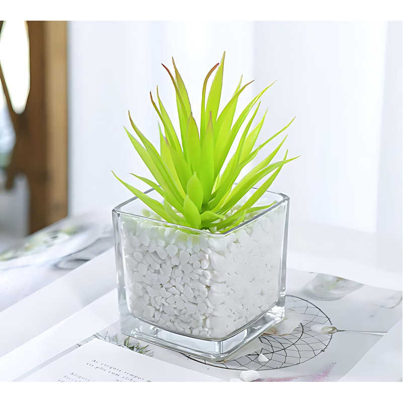 Plante grasse 5,51 po