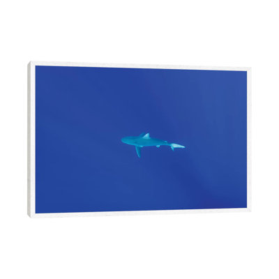 Hawaiian Shark by Bethany Young - Print on Canvas