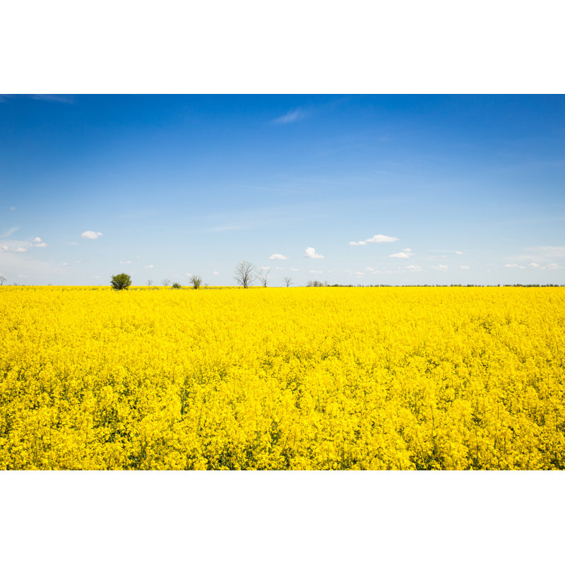 Marienthal Field Of Yellow Colza by Sergiy Akhundov - Wrapped Canvas Print, 20cm H x 30cm W x 3.8cm D