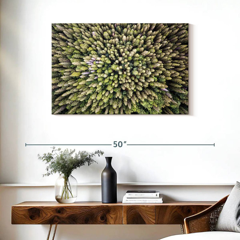 Evergreen Pine Trees