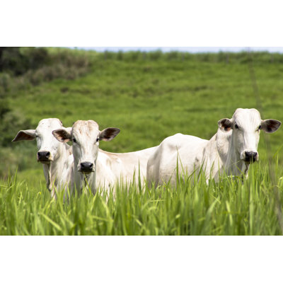 Rolandia, PR, Brazil, 09/01/2015. Herd Of Nellore Cattle Loose In A Pasture In The Municipality Of RolÃ¢ndia, Northern ParanÃ¡ State. by Alfribeiro - Wrapped Canvas Print