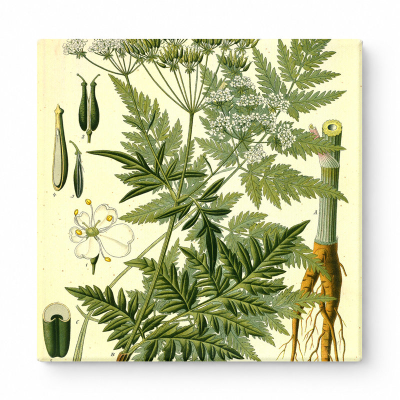Anthriscus sylvestris, L 12 po x H 12 po