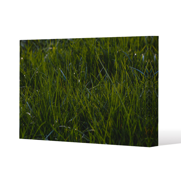 Rosalind Wheeler Fresh Green Grass Background, Natural Grass On Canvas ...