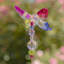 Piquet de jardin papillon