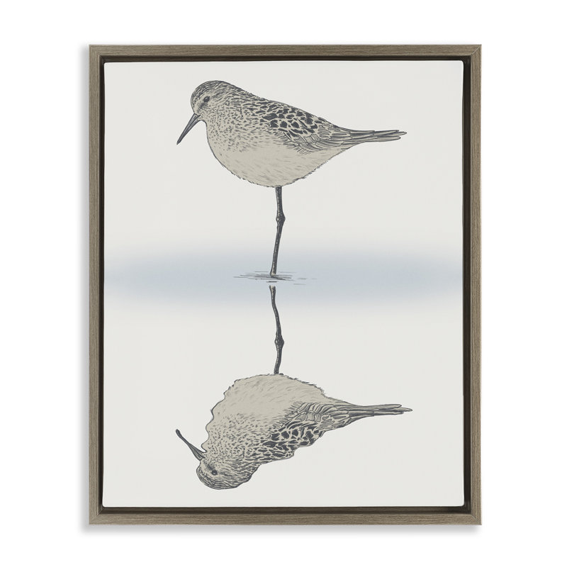 Oiseau bécasseau tranquille