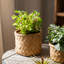 Pot de fleurs en béton-88364632