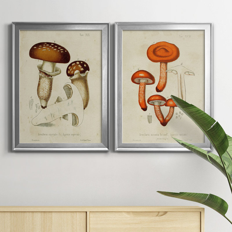 «Mushroom Variétés III», reproduction encadrée de qualité supérieure - prête à être accrochée, Cadre argenté