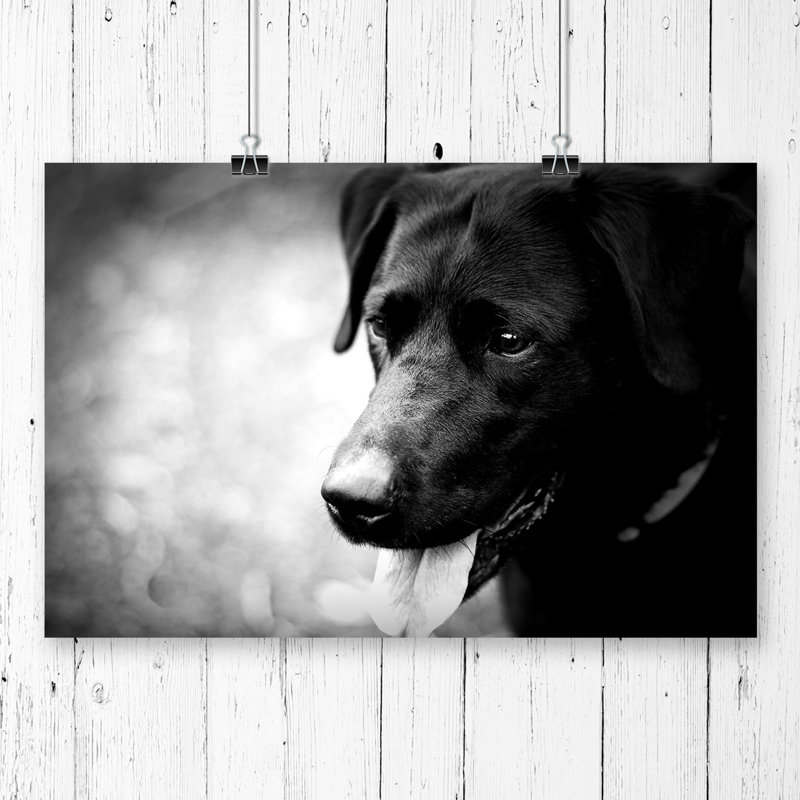 Black Labrador Dog - Frameless Print, 42 x 59.4cm