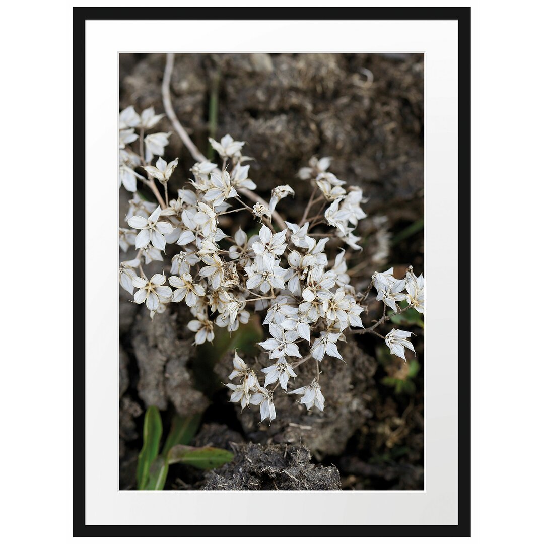 Gerahmtes Poster Kleine weiße Sternblumen