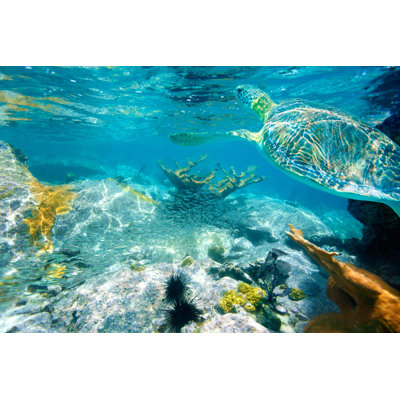 Loggerhead Sea Turtle by Cdwheatley - Wrapped Canvas Print