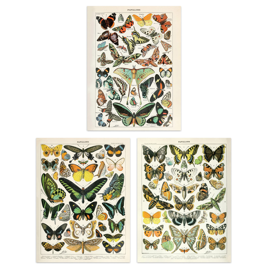 Insects Butterflies Papillons Vintage Millot 3-Piece Set Unframed Wall Art Prints Study Office Aesthetic Illustrations