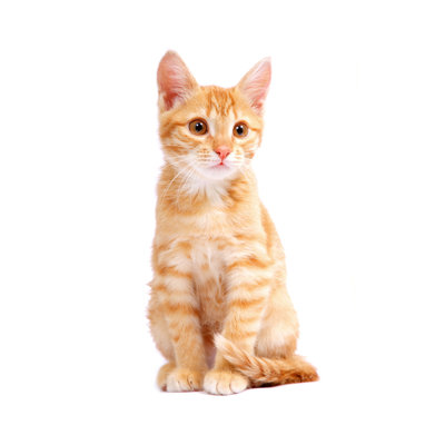 Ginger Kitten by Marussya