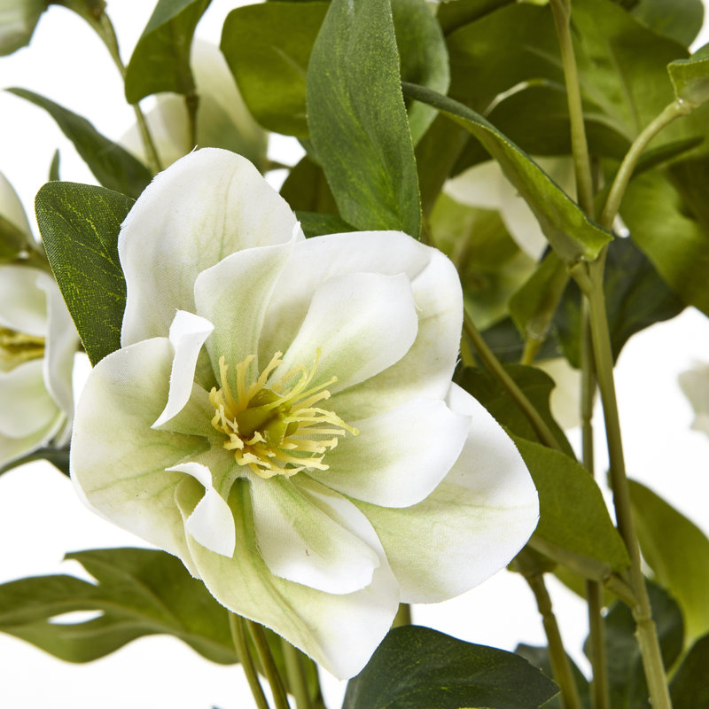 Hellebore Plant In Taupe Pot, Grey, White