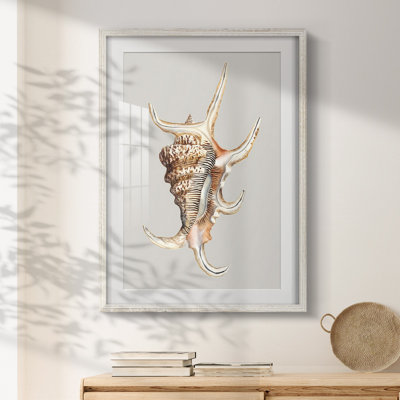 Spider Conch -Framed Print