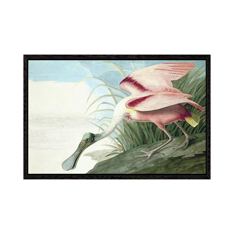 Roseate Spoonbill, Platalea Ajaja, from the Birds of America, pub. 1827-38 by John Audubon - 1 Piece Painting on Canvas