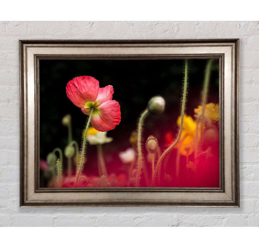 Poppy Standing Tall - Einzelner Bilderrahmen Kunstdrucke