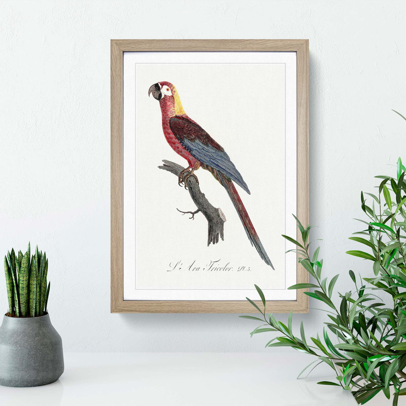 Cuban Macaw Parrot by F. Levaillant - Framed Print, 48cm H x 36cm W x 2cm D, Oak Framed