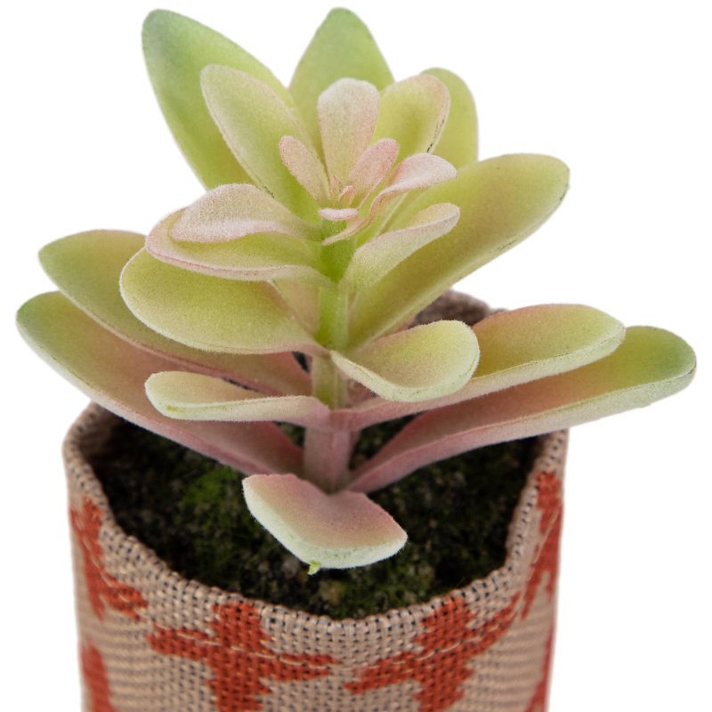 4,75 plantes