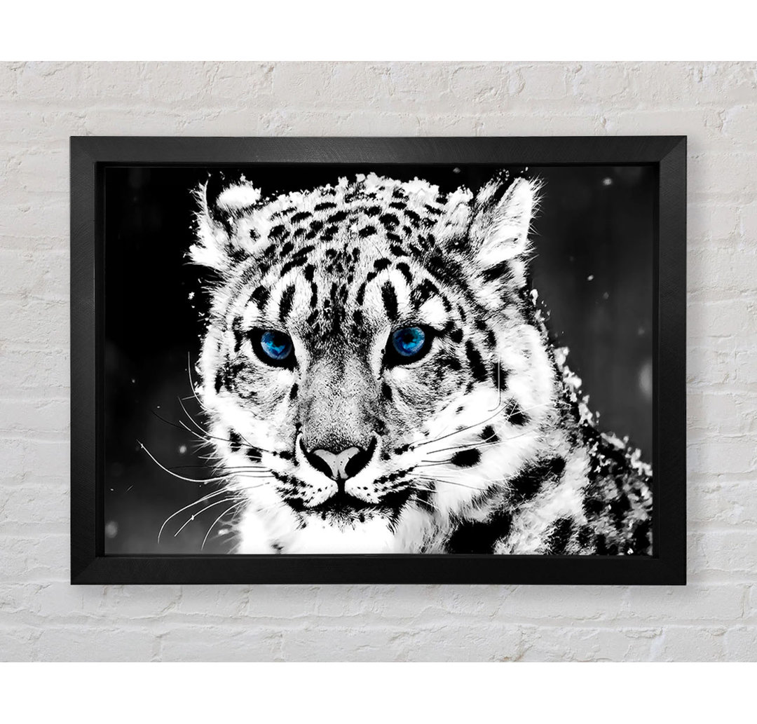 Schnee Blau Auge Leopard - Druck