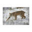 Art mural majestueux Bob-Cat-767345275
