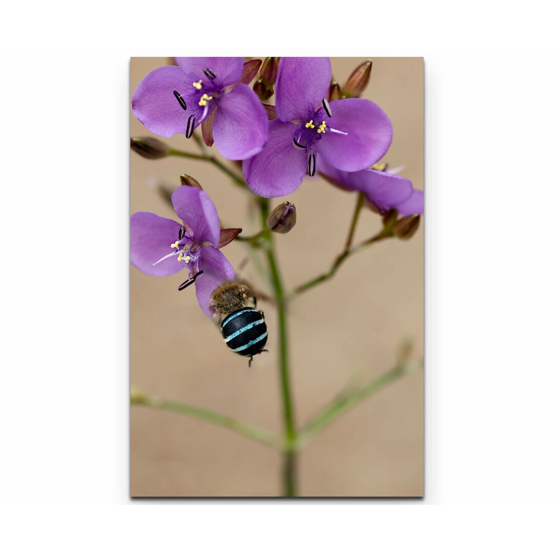 Leinwandbild Australische Wildblume mit Biene – Nahaufnahme