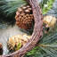 Couronne de Noël à longues épingles et genévrier-910785108
