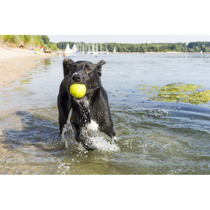Dog With Tennis Ball by MichalRenee - Wrapped Canvas Print, 30cm H x 46cm W