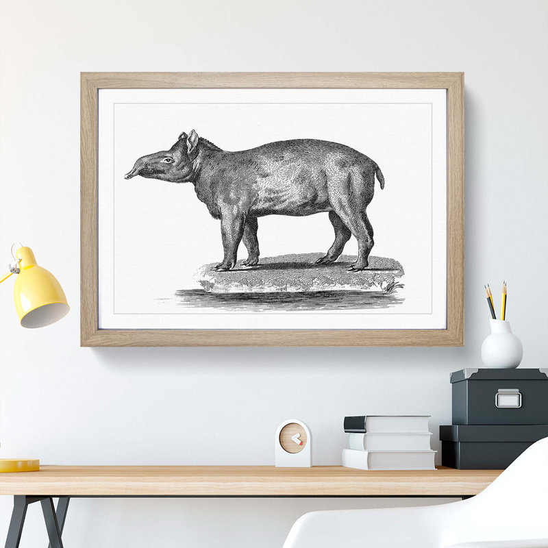 Tapir in Black & White by George Shaw - Picture Frame Drawing Print, 48cm H x 65cm W x 2cm D, Oak Framed