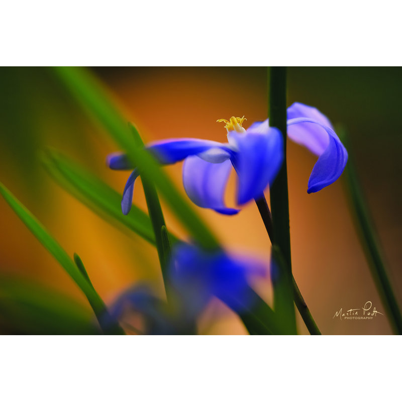 «Chionodoxa I» par Martin Podt - reproduction imprimée, H 8 po x l 12 po, Toile tendue