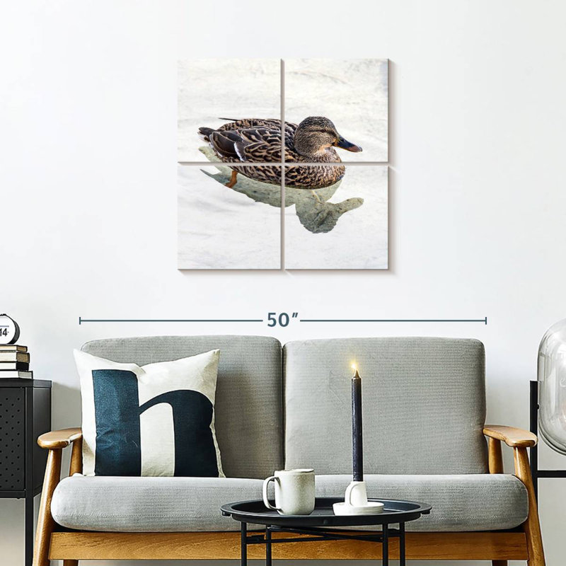 Canard colvert Brampt femelle