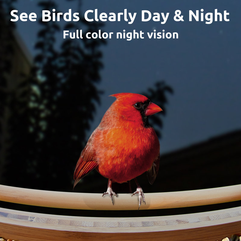 Birdfy Solar Powered Bamboo Smart Bird Feeder AI Lifetime Free  With Motion Detection Wireless Camera, Black