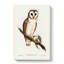 Delicate Owl by Charles DOrbigny - Wrapped Canvas-55342548
