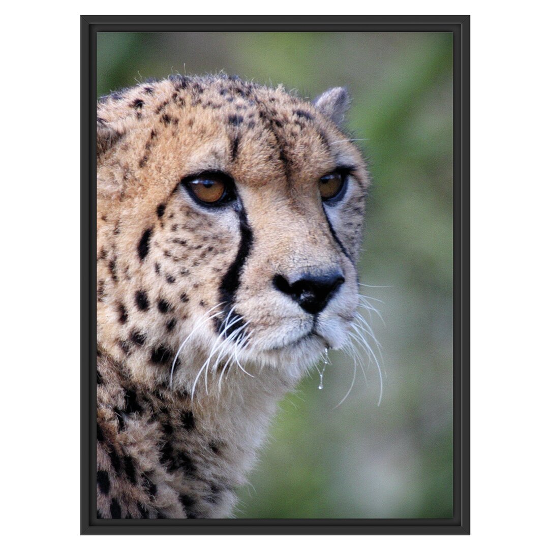 Gerahmtes Wandbild bildschöner Gepard