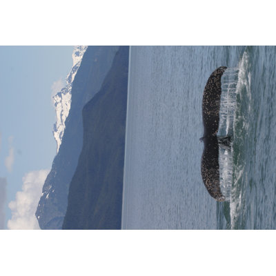 Queue de baleine à bosse Elgin par Janeleewinter