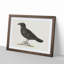 Common Raven by Von Wright - Picture Frame Painting Print-55510471-55510472