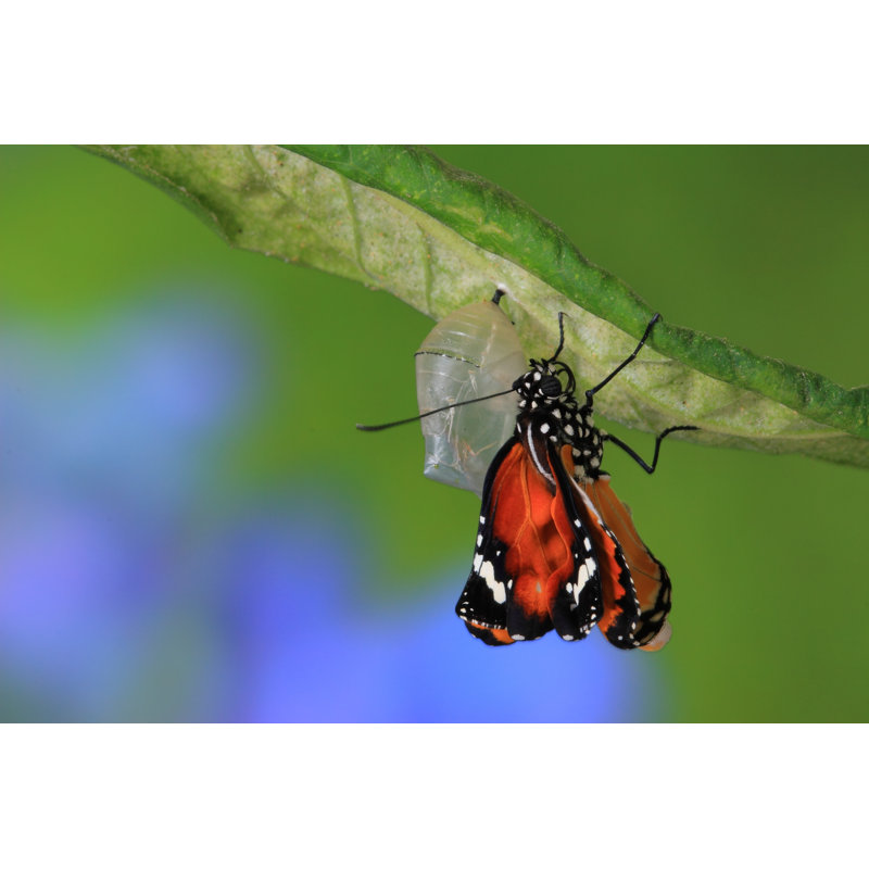 «Butterfly Émerging From Cocoon» par Ryanking999 - Photographie sur toile tendue, L 12 po x H 8 po