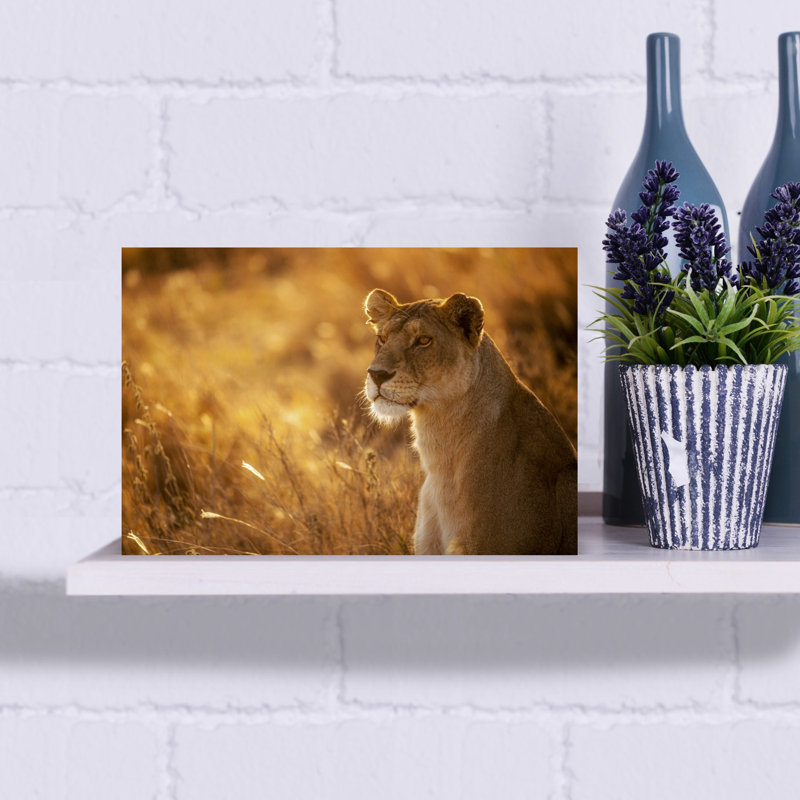 Golden Hour Lioness Contemporary Wall Art Print, 30.48cm H x 45.72cm W