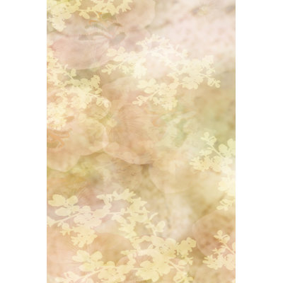 Sweet Mystery II by Prunis Dulcis - Wrapped Canvas Print