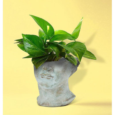 Half Male Face Planter