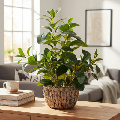 47.75cm Plant