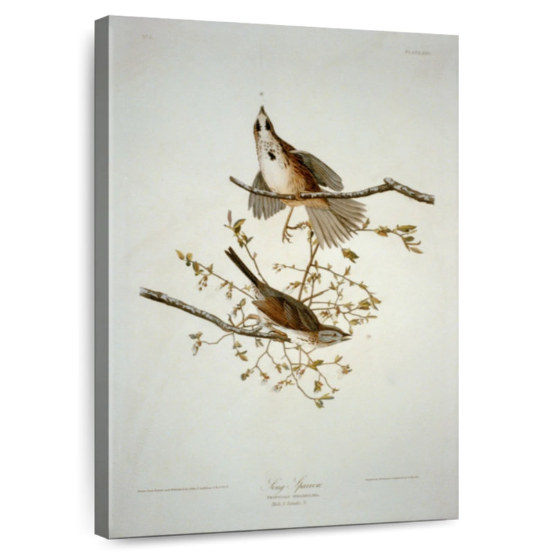 Bruant chanteur des oiseaux d'Amérique, H 45 po x l 30 po