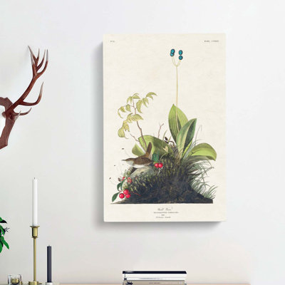 Wood Wren by John Audubon - Wrapped Canvas