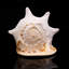 Genuine Horned Helmet Shell (4 Lbs)