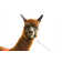 Fron View Of Brown Alpaca by Imamember - Wrapped Canvas Print