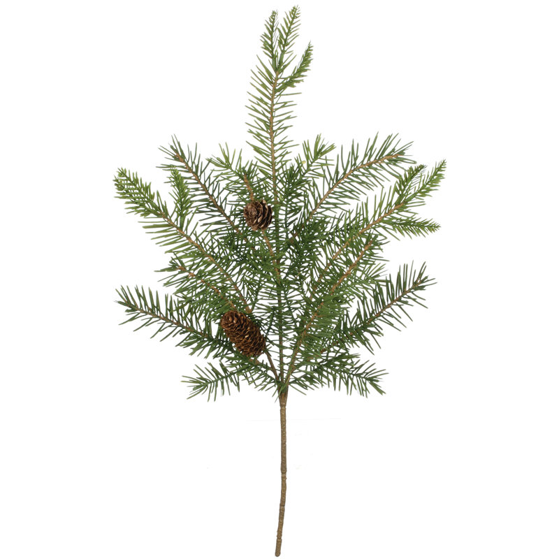 Plante de feuillage Leatham Douglas
